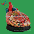 ISO Nuevo modelo Jumbo Heart Anatomy Model, modelo anatómico de enseñanza